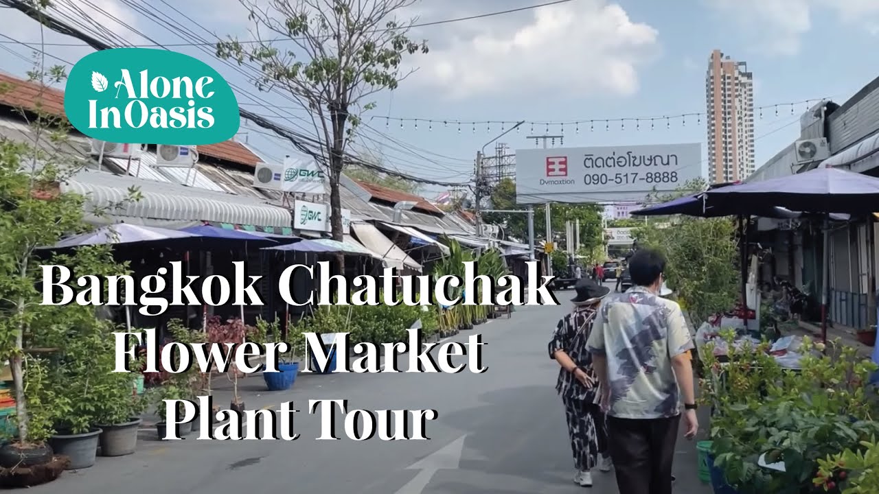 Bangkok Chatuchak Flower Market Plant Tour | In Search of Staghorn & Exotic Aroid Plant Seller