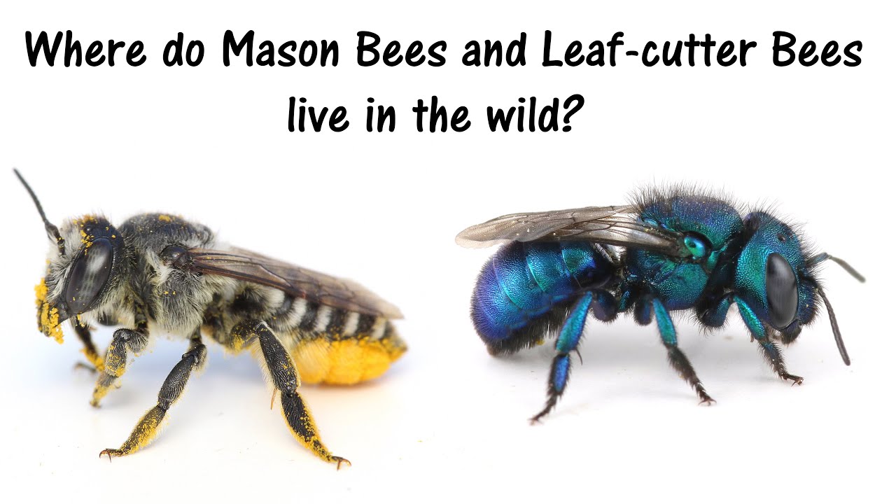 where do mason bees and Leaf cutter bees nest in the wild?