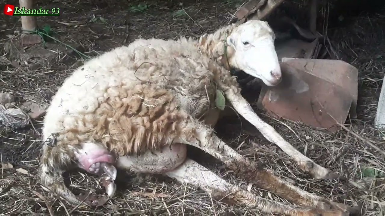 Detik detik saat domba melahirkan tiga ekor | domba garut