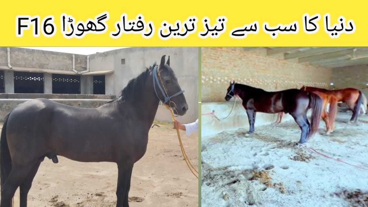 F16 دنیا کا سب سے تیز ترین رفتار گھوڑا