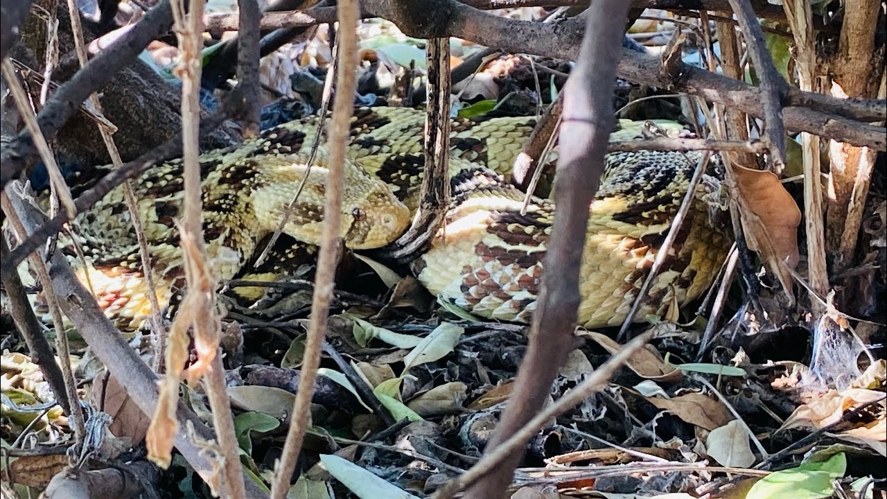 Hadza boy hunts deadly Puff Adder snake