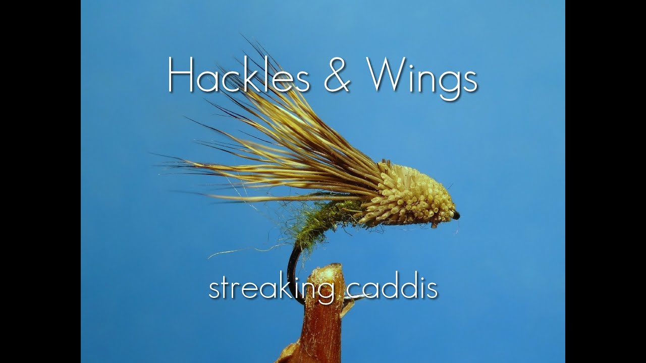 Fly Tying Streaking Caddis | Hackles & Wings