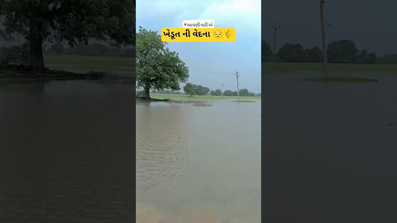 😔🌾#Farmer#HeavyRain#Khedut#VillageLifr#CropDamage#Odaki#Ahmedabad#ViralVideo#Trending#YouTubeShorts#