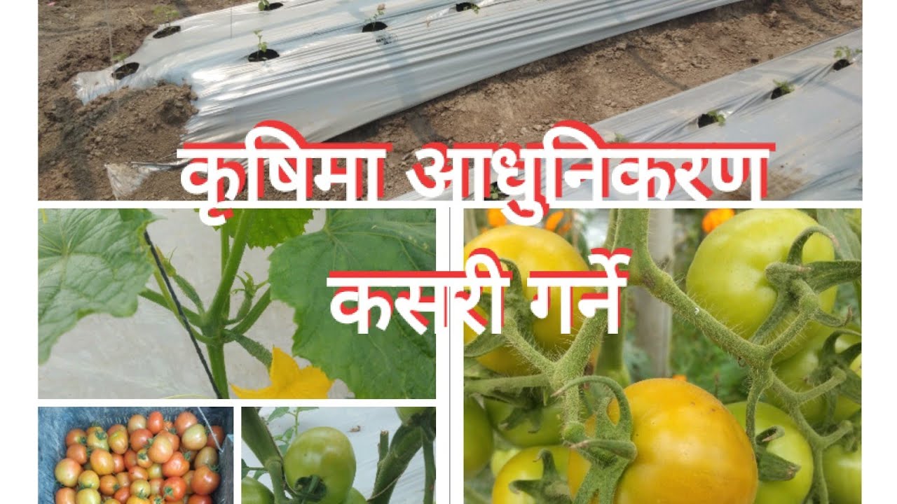 कोकोपिटको बेर्ना कसरी सार्ने Cocopite
