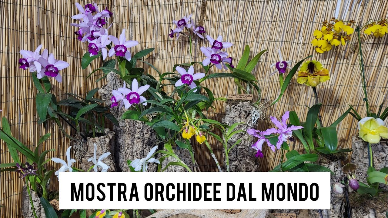 Le orchidee che ho acquistato alla Mostra Orchidee dal Mondo #mostraorchidee #orchidee