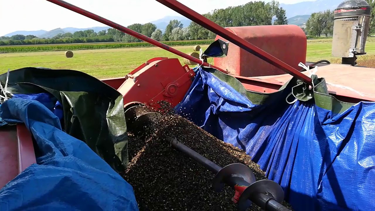 Trebbiatura Grano Saraceno 31 Agosto 2018