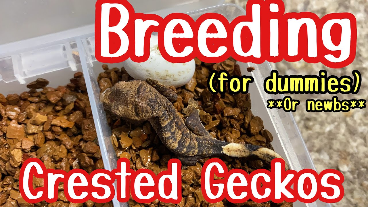 Breeding CRESTED GECKOS for BEGINNERS (or dummies)