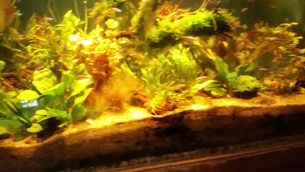 Tour of Ocean Aquarium Store in San Francisco