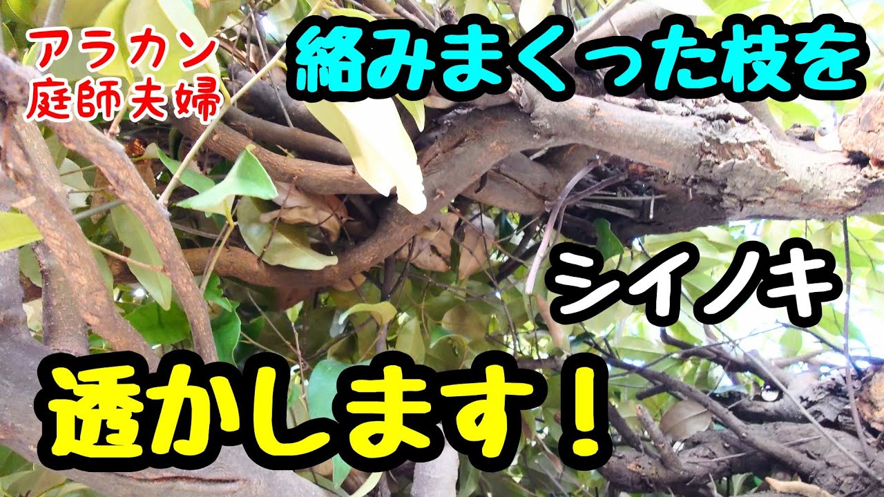 【剪定】261 妥協無し？このシイを透かします🌿