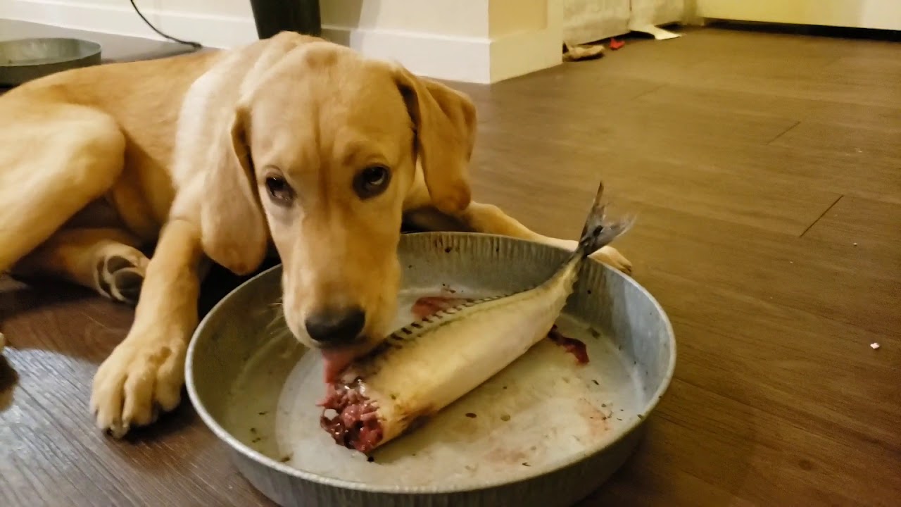 BARF DIET: Mars the Labrador Puppy Eating Raw Fish