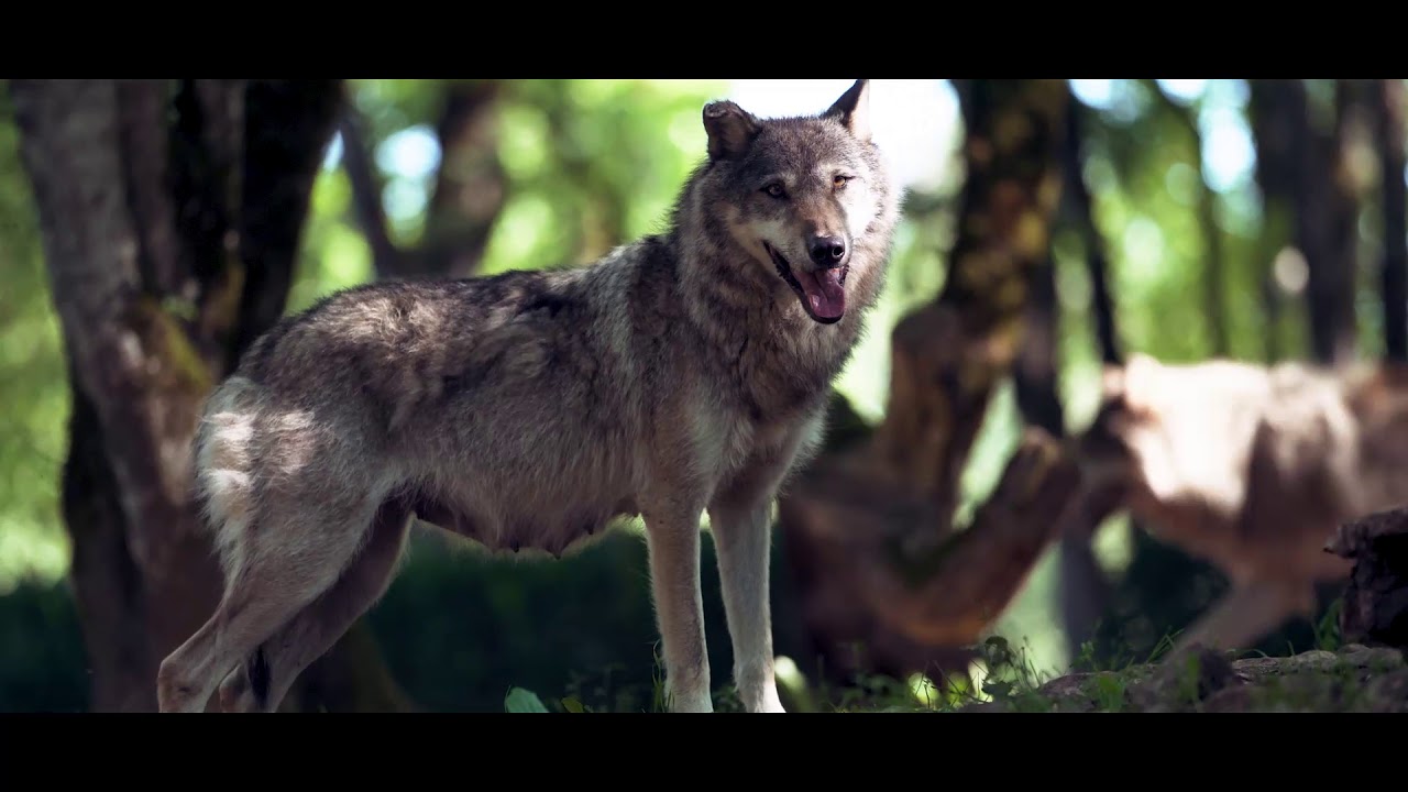 Parc Animalier de Gramat - Loups