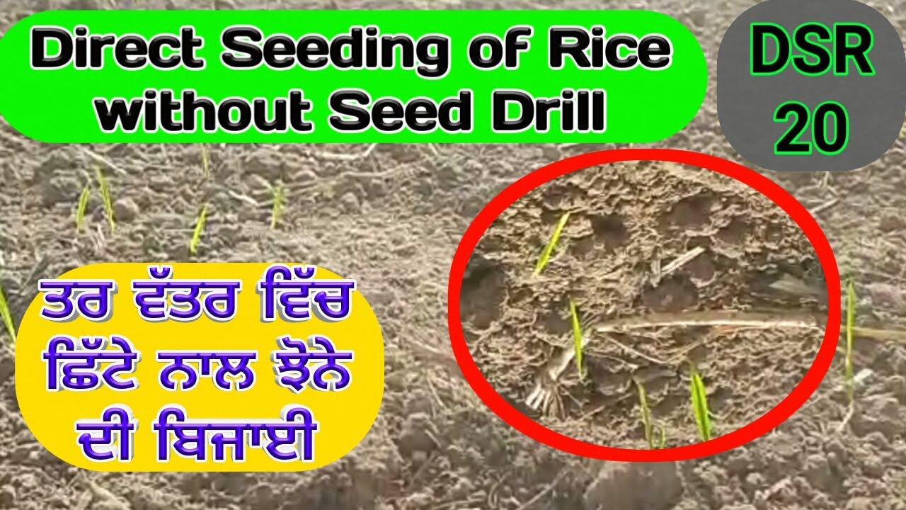 DIRECT SEEDING OF RICE WITH SEED SPREADING METHOD (ਝੋਨੇ ਦੀ ਛਿੱਟਾ ਦੇ ਕੇ ਸਿੱਧੀ ਬਿਜਾਈ) Shergill Markhai