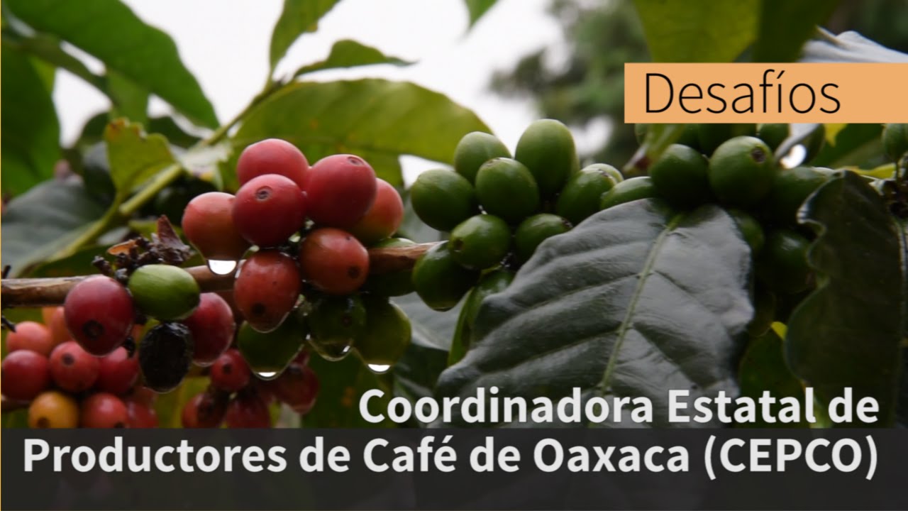 Coordinadora Estatal de Productores de Café de Oaxaca (CEPCO)