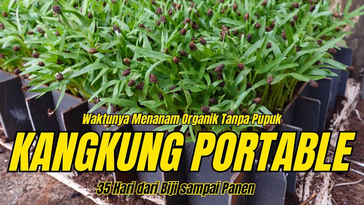 Semai kangkung dari Biji Sampai Panen