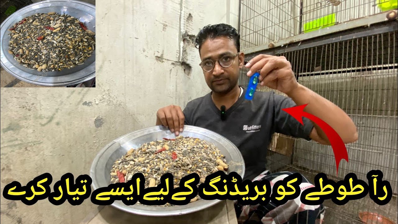 Raw Parrot Breeding Formula | Ringneck Breeding Formula | Raw Parrot Breeding Farm 
