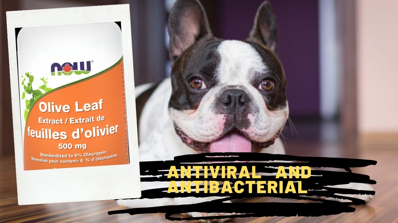 Olive Leaf For Dogs and Cats