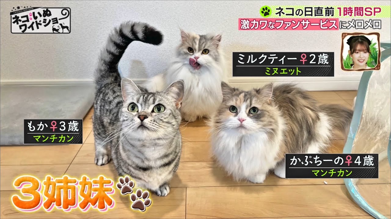 ネコいぬワイドショー「三猫三様ファンサ」ご紹介いただきました📺
