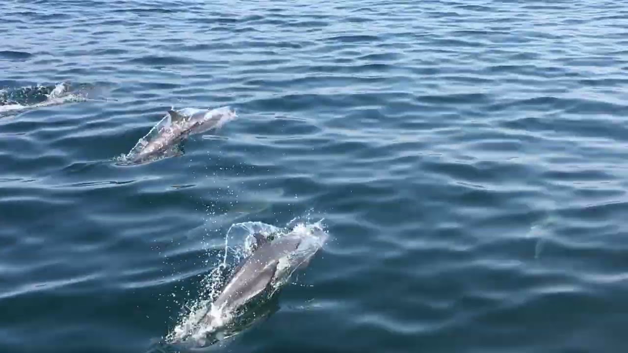 Delfines Puerto Vallarta Mexico #dolphins #mexico #fvp #delfines #fish 