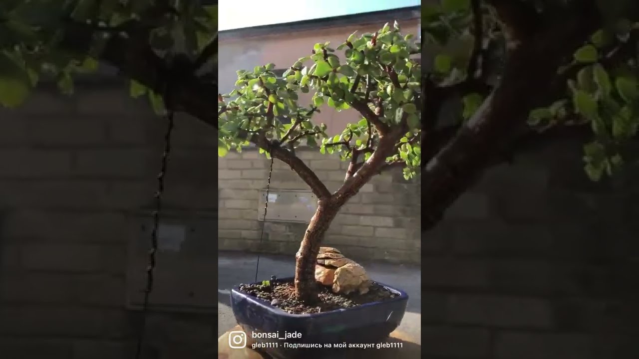 Bonsai🌳Jade🌳.       #jade #succulents #bonsai #dwarfjade #portulacariaafra