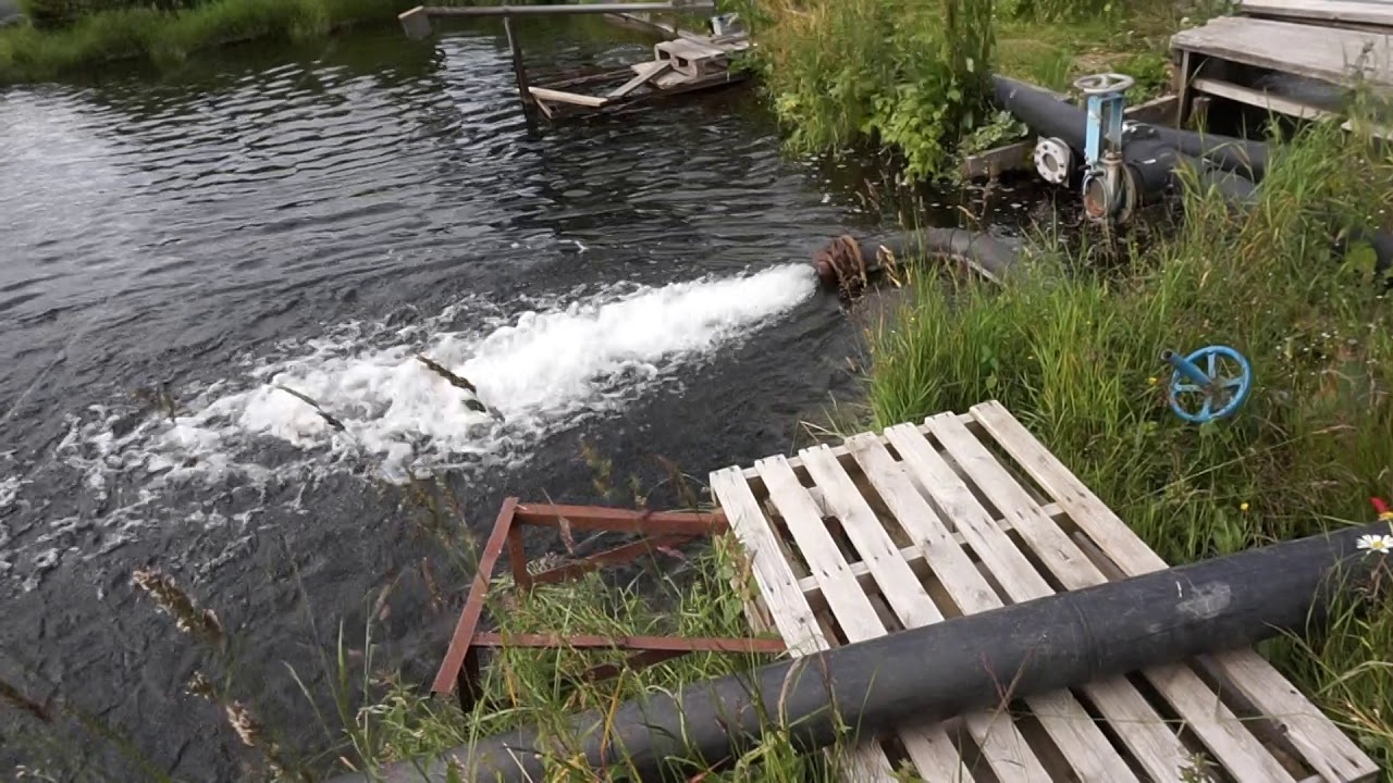RIBNJAK CRVENE PASTRMKE ( Regnbueørret ) No.