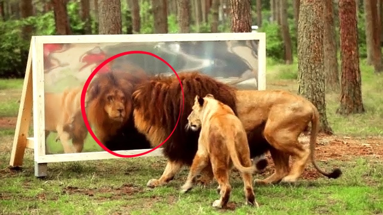 11 Reacciones Divertidísimas de los Animales Mirándose al Espejo