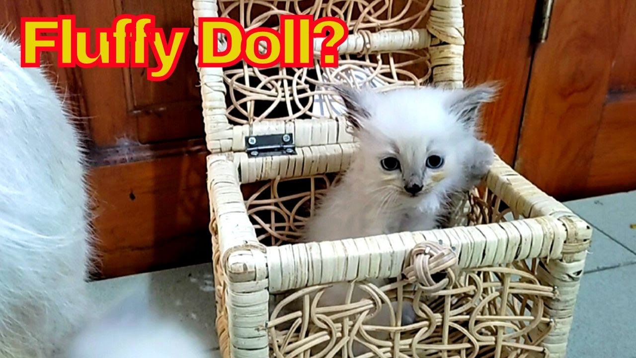 Dua anak kucing  bermain di keranjang sangat lucu mereka seperti boneka berbulu halus