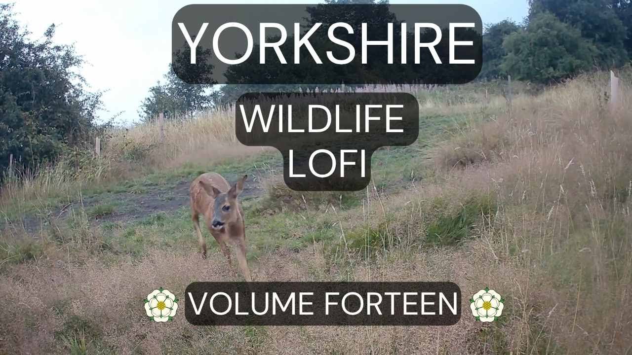 Yorkshire Wildlife Lofi – Volume Forteen | Real Trail Cam Footage & Ambient Music (No Mid-Roll Ads)