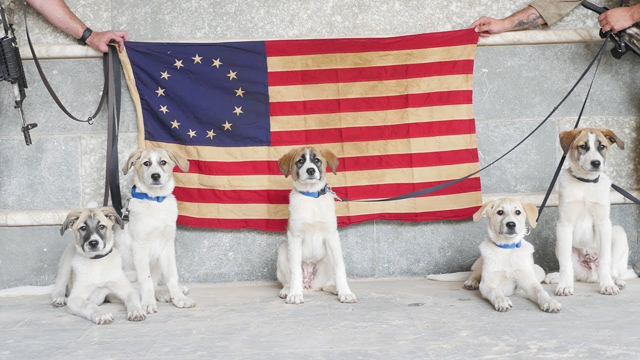 A Paws of Liberty bomb dog trained by US veterans helping at Iraqi Christian checkpoint in Qaraqosh