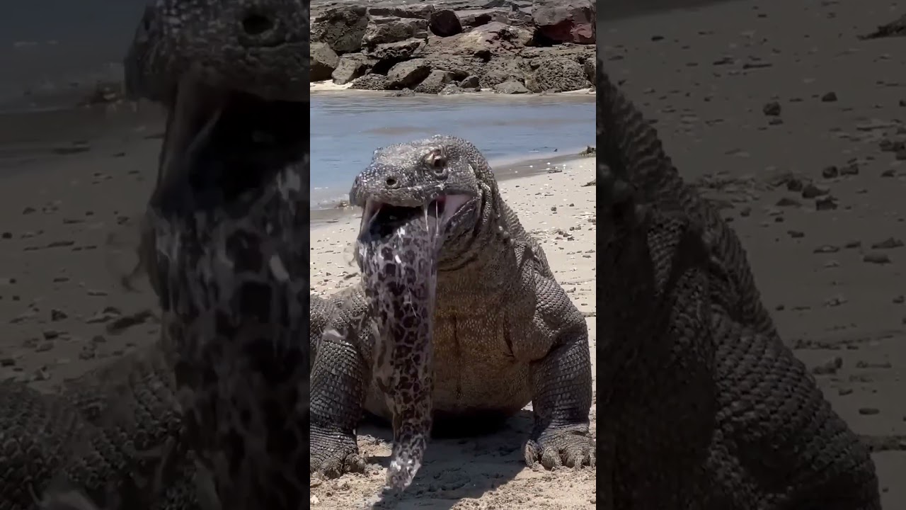 Giant Lizard, Komodo dragon, Eats 'Too Much' Meal!