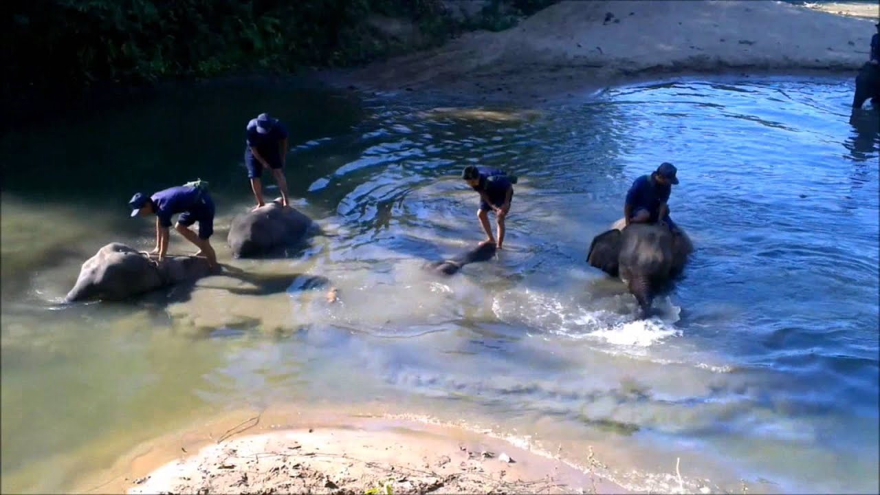 Phoe Kyar Natural Elephant Camp, Myanmar