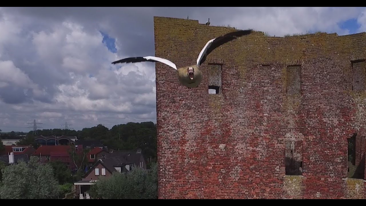Drone attacked by a goose!!!