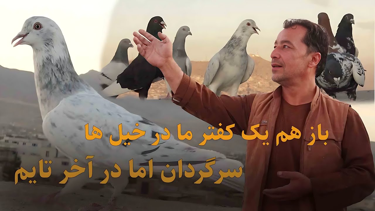 باز هم یک کفتر ما در خیل ها سرگردان اما در آخر تایم/0151Afghan Shawqi