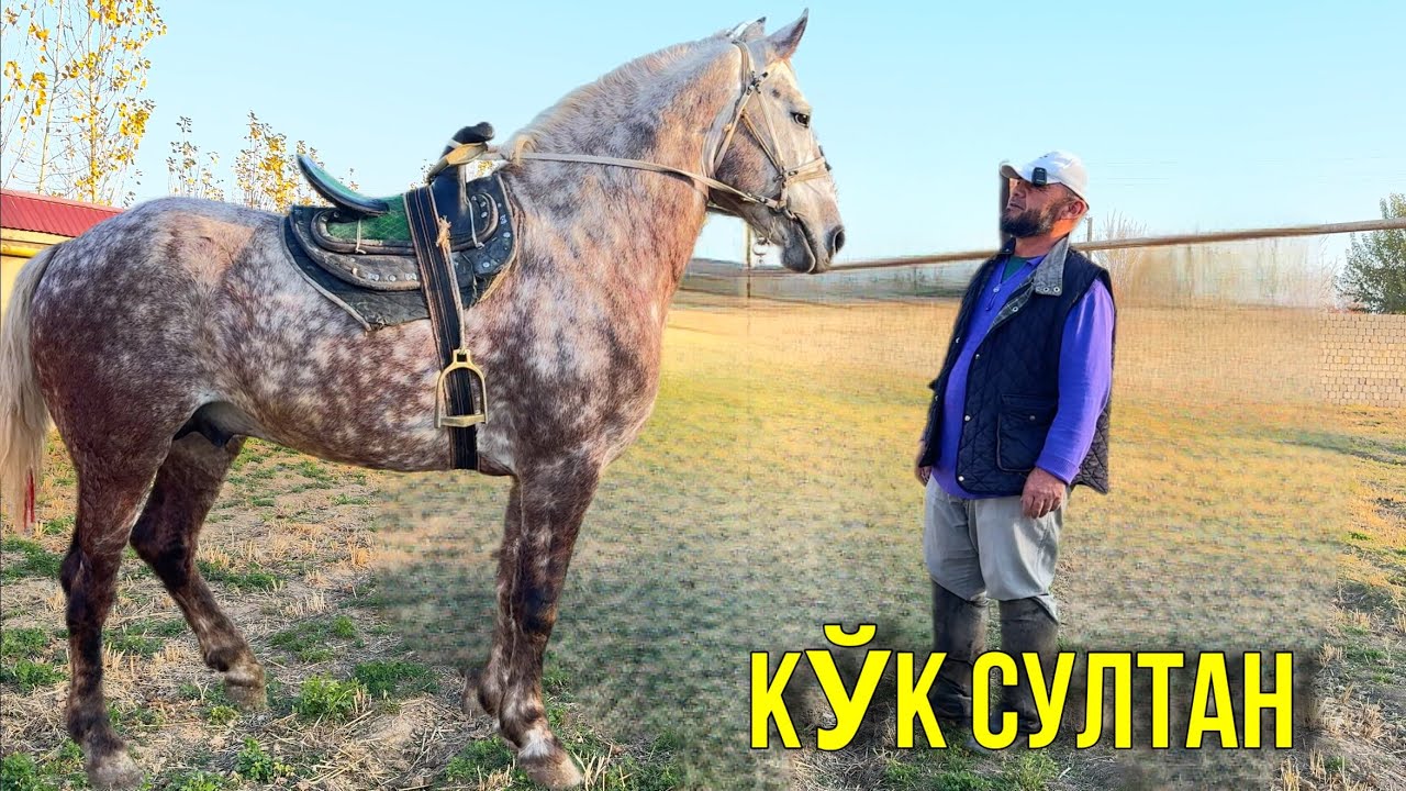 Ko’k sultan OT SOTILADI 