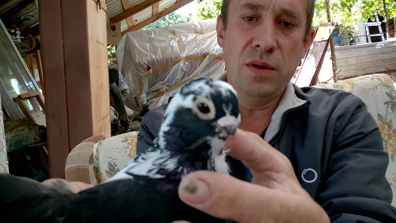 т.89184634287 Голуби на продажу.