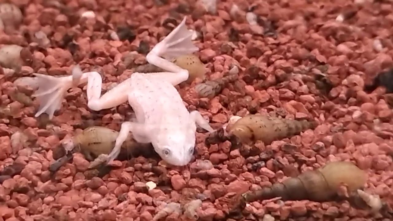 Aquarium Fische Krebs Wasserfrosch Süßwasseraquarium