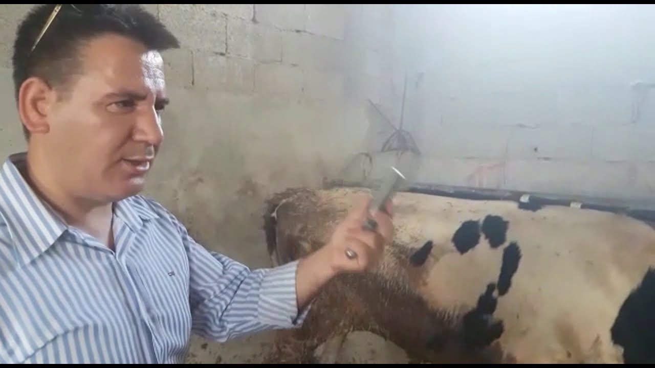 Besi hayvanlarına hızlı kilo aldırıcı vitamin topu uygulaması