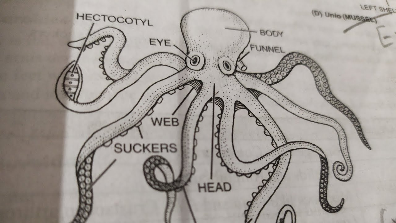 How to make octopus diagram