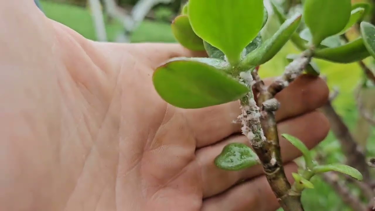 Bekämpfung von Wollläusen auf Crassula ovata (Geldbaum) mit etwas anderer Methode.