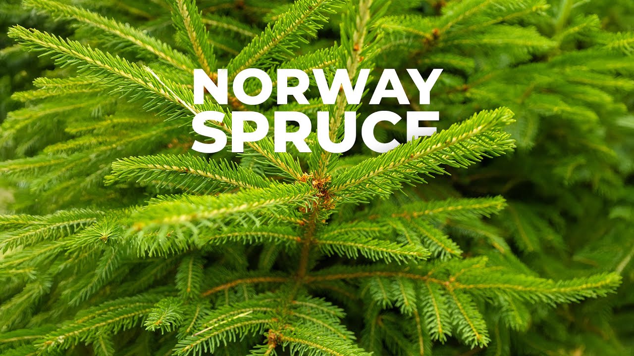 Norway Spruce: Tree Of The Week