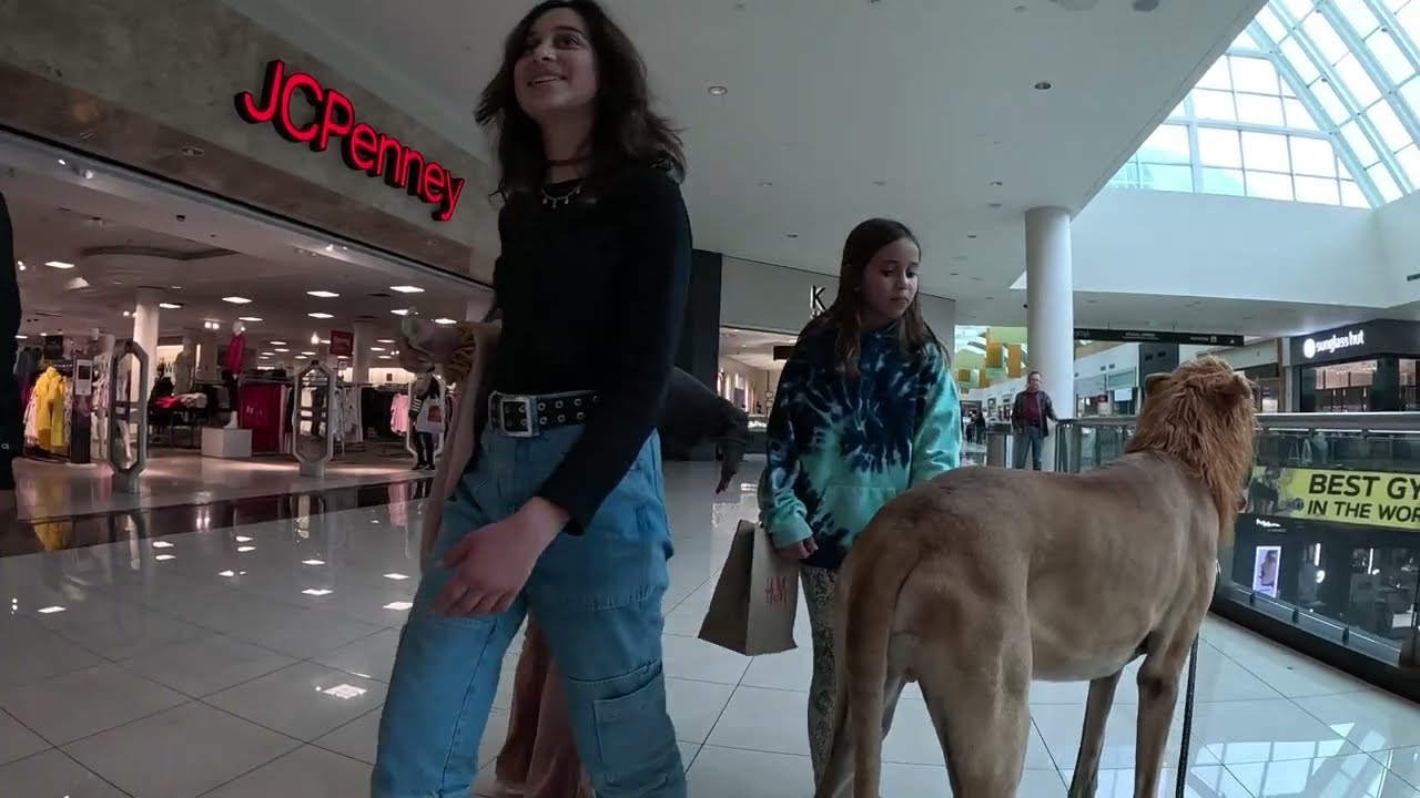 Cash 2.0 Great Dane visits an indoor shopping mall 39