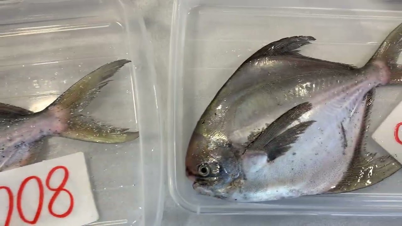 道の駅笠岡ベイファーム鮮魚コーナー2/17