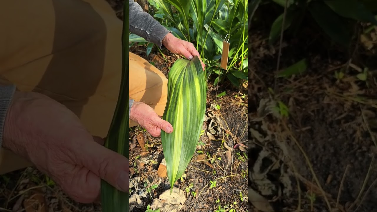 Aspidistra elatior 'Goldfeather' and its illegitimate offspring #gardening #shadeplants