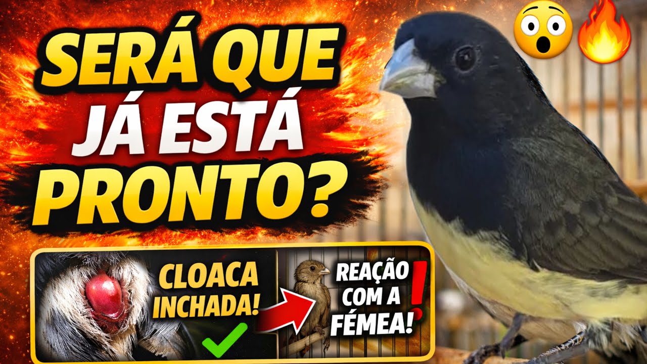 🐦 Como Saber se o Coleiro Está REALMENTE Pronto Para Reprodução