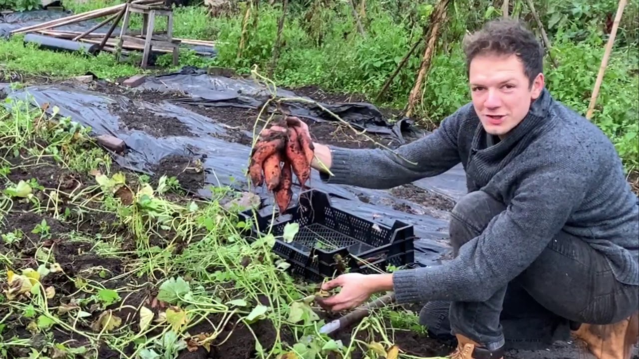 EFFM Weekvlog 032 - enorme oogst van zoete aardappel! Knoflook poten in de moestuin