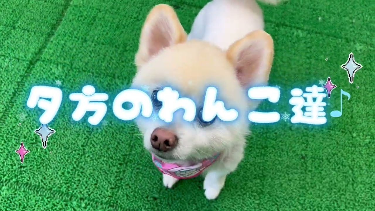 20260314　ダックペットサービス　夕方のわんこ達