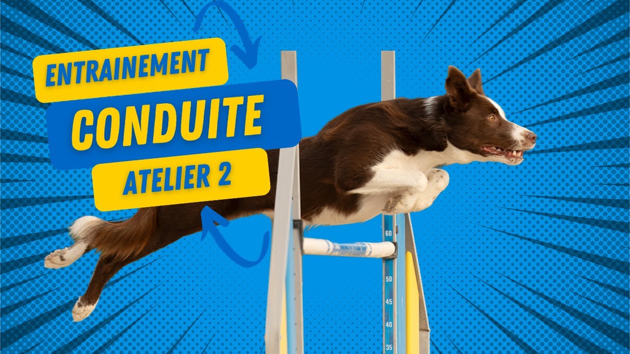 Atelier 2: conduite et différents ordres sur les haies
