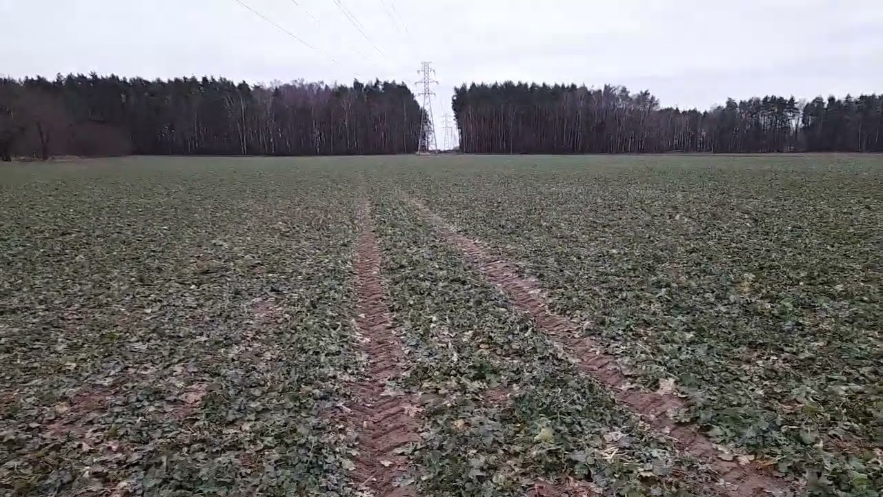 Strategia nawożenia azotowego wiosną 2023r. - Mocznik na zboża i rzepak?
