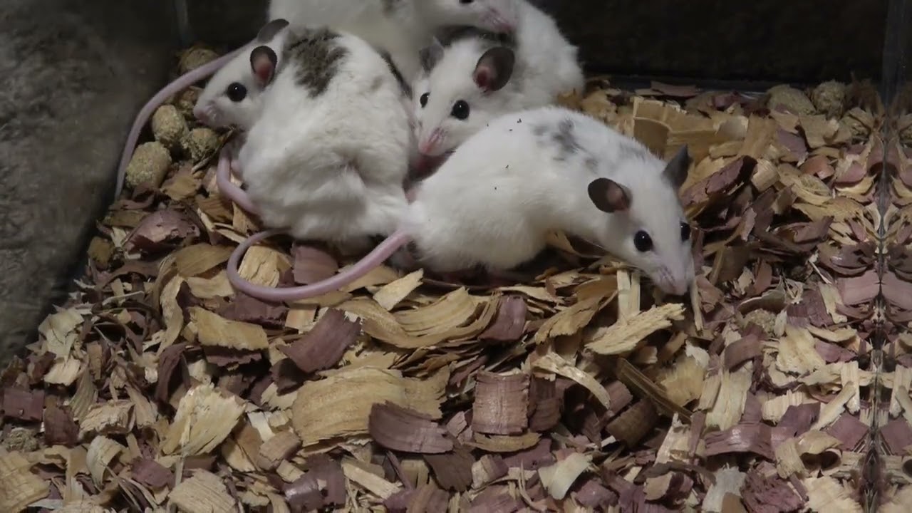 My Experience with African Soft Fur (ASF) rats and how its going!