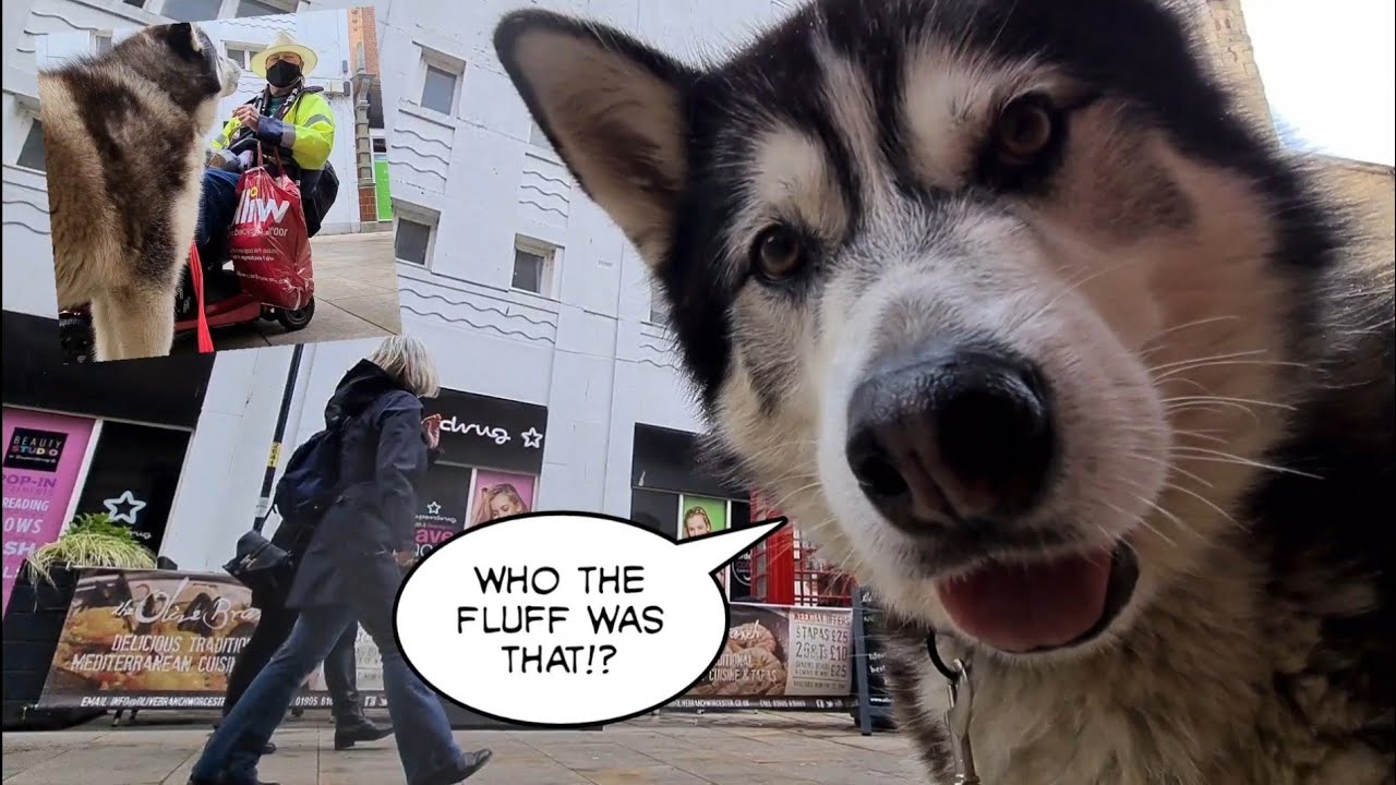 Talking Husky gets spotted in public wherever he goes!