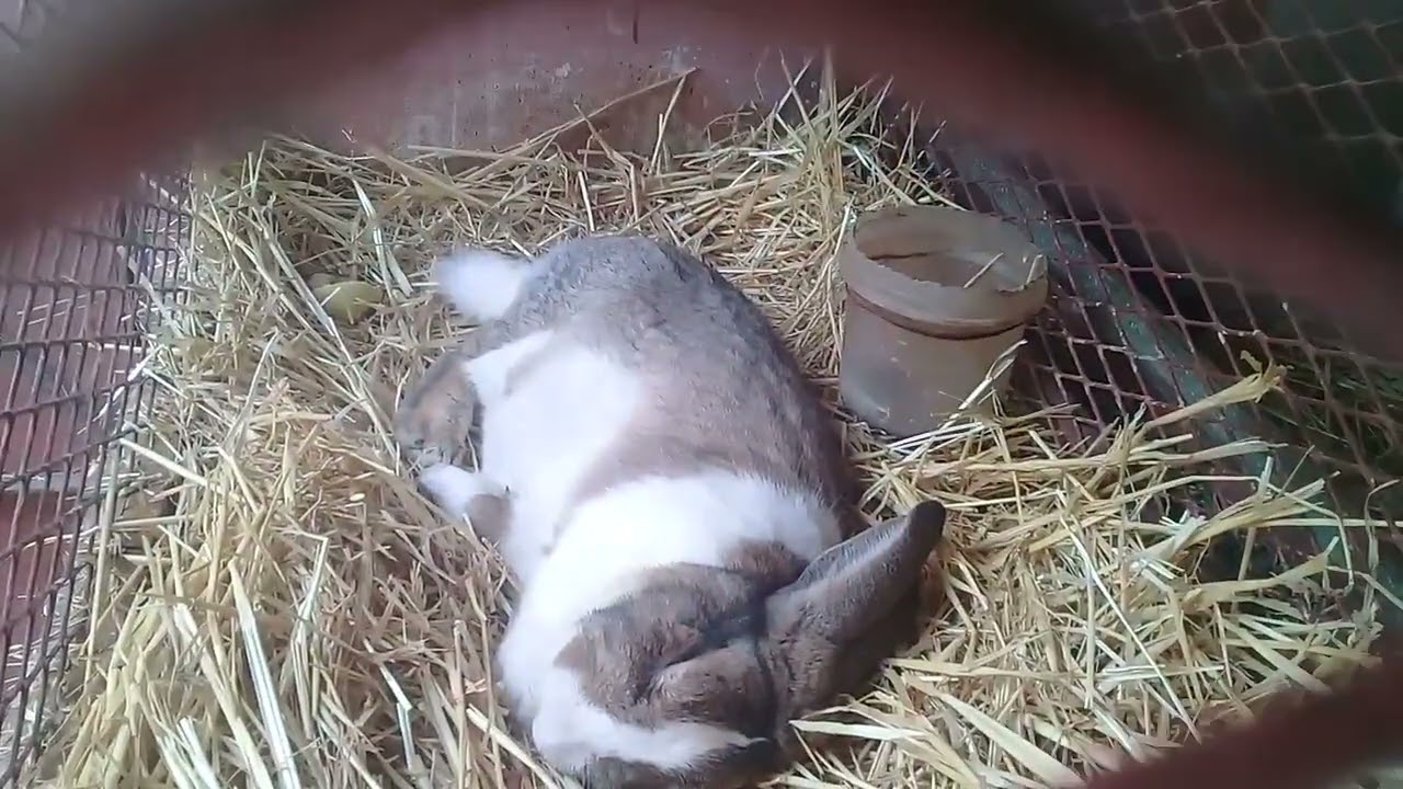 bunny 🐰 rabbits
